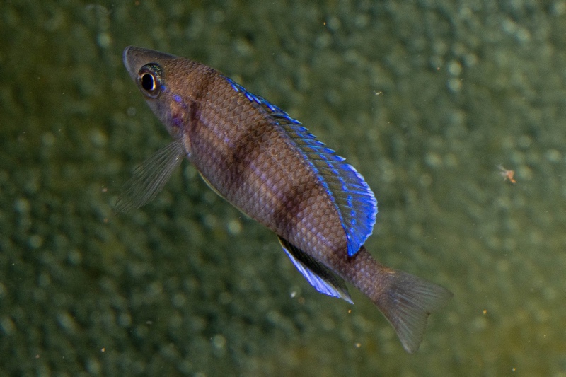 Paracyprichromis sp. 'ammelrooyi' Ikola